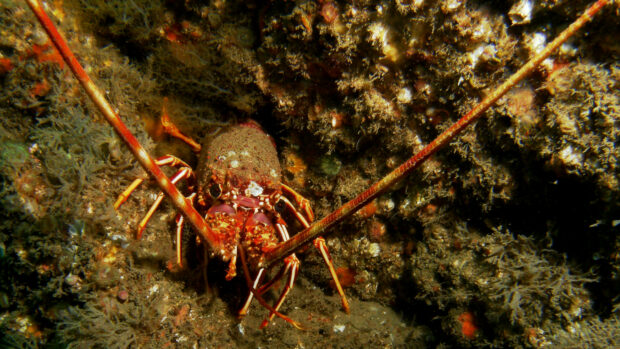 Close-up of a crawfish (palinurus elephas) displaying its long claws and striking coloration in a vivid image.