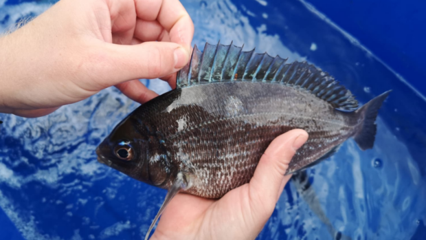 A person holds a seabream fish over a blue container filled with water.