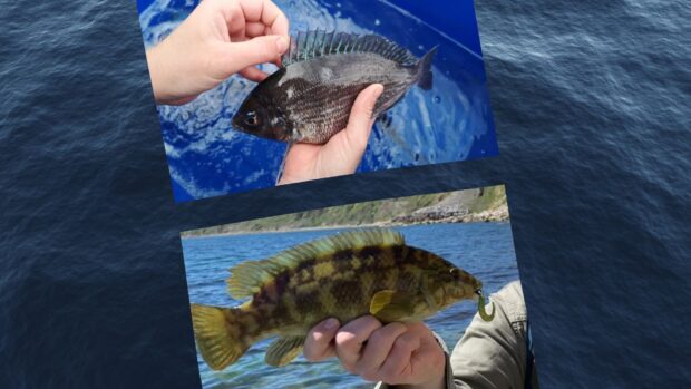 A collage featuring two images of a person proudly holding a fish, showcasing their catch in both pictures.