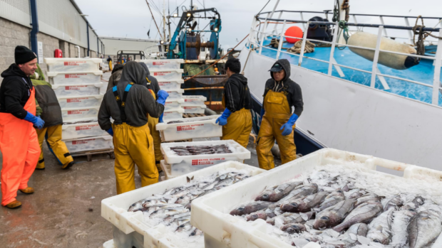 A group of men in yellow overalls stands by a boat in Peterhead, Scotland, surrounded by boxes filled with fish.