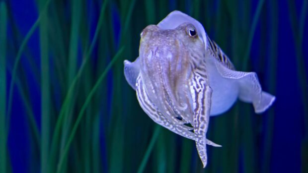 A cuttlefish gracefully swimming in a clear aquarium, showcasing its vibrant colours and unique body shape.
