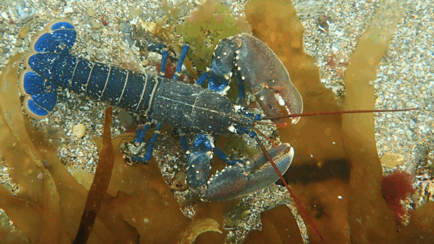 A lobster resting on the sandy sea floor, surrounded by marine life and underwater plants.