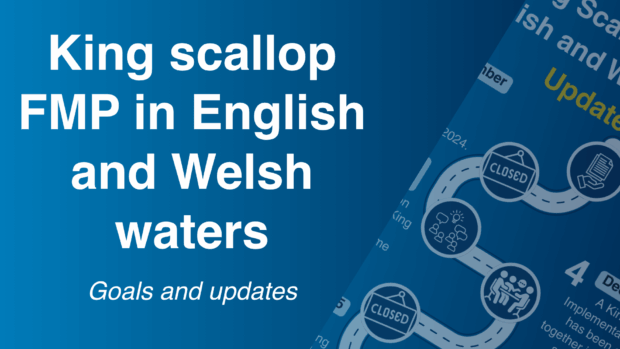 King scallop species found in English and Welsh waters, showcasing their habitat and ecological significance.
