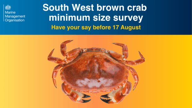 South West brown crab minimum size survey, showcasing crabs measured for compliance with fishing regulations.