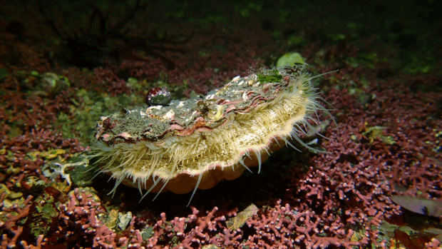 A King scallop rests on the sea floor