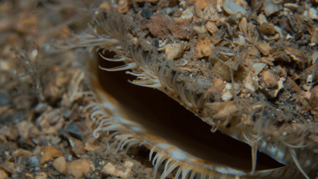 A close-up of a sea urchin with its mouth open, revealing its unique feeding structure and spines surrounding it.