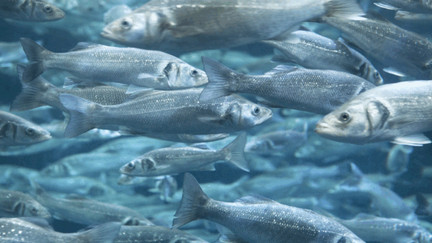 A diverse group of fish swimming in unison through the water, showcasing their vibrant colours and patterns.