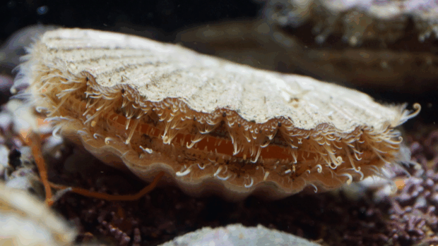 Detailed view of a large clam shell, highlighting its smooth surface and unique patterns in a natural setting.