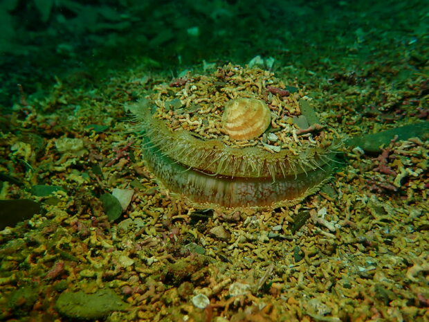 A sea urchin resting on the ocean floor, surrounded by sand and small rocks.