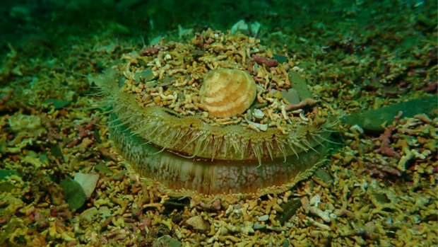 A sea urchin resting on the ocean floor, surrounded by sand and small rocks.
