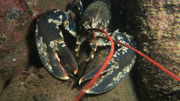 Common lobster (Homarus gammarus)