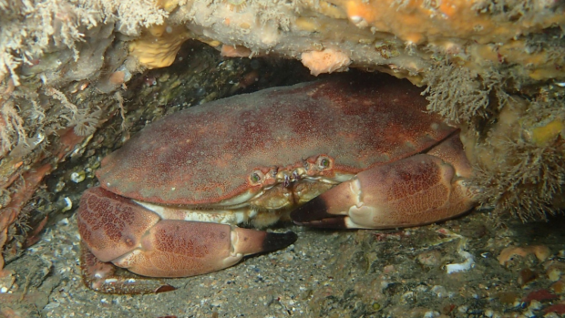 Edible crab (Cancer pagurus) on circalittoral rock at Newquay & the Gannel MCZ.