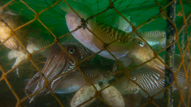 Several cuttlefish trapped in a fisherman's pot. Image taken in Devon UK coastal waters.