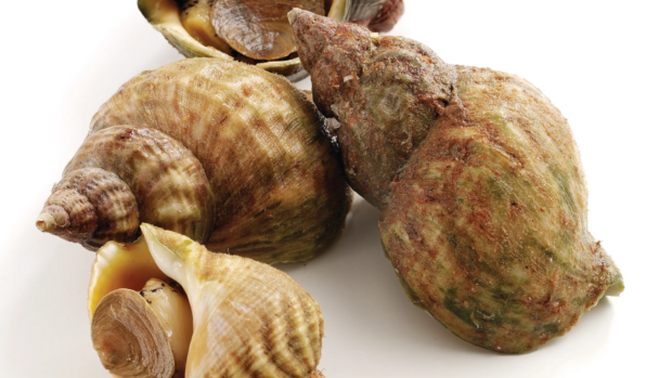 Whelks displayed on a white surface