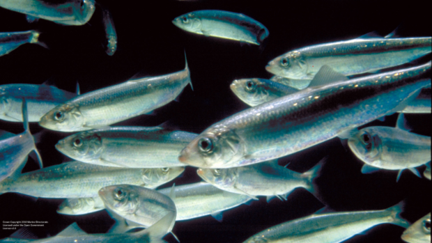 Herring fish swimming