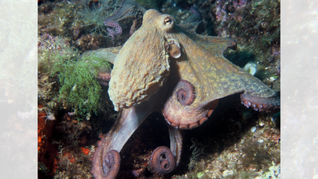 Common octopus (Octopus vulgaris) with curled tentacles on the seafloor.