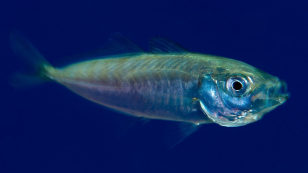 A horse mackerel (Trachurus trachurus) fish with a shiny body swimming in clear water.